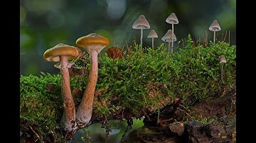 VERY POWERFUL!!! Jesus was conveying to his followers what the [Entheogens] conveyed to him!