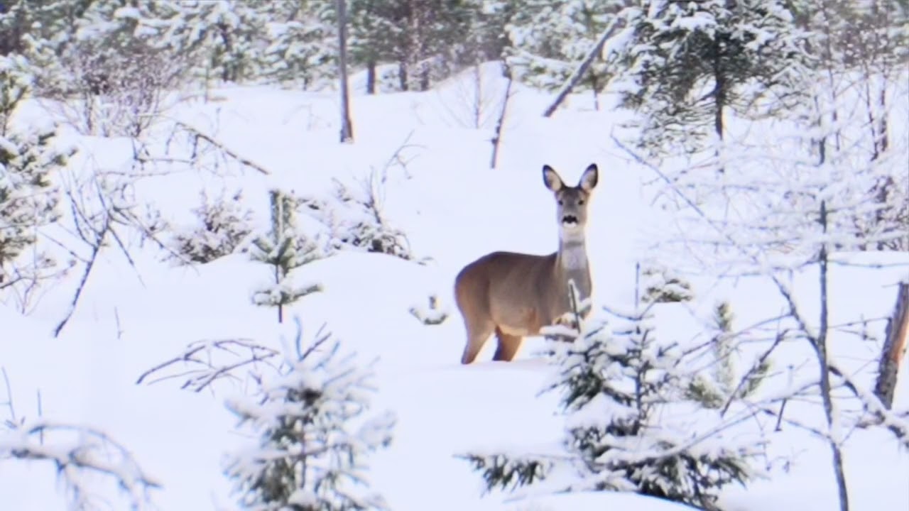 Rådyr, hann og hunn. Våler i Solør.