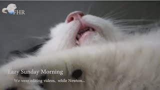 “Ugliest” cat sleeping look |  Response after I wake him up by Ragdoll FHR 885 views 4 years ago 2 minutes, 56 seconds