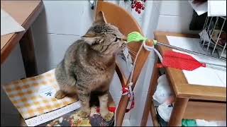 My funny cat is relaxing in the kitchen with the sound of birds by Pets Humor TV 42 views 1 month ago 1 minute, 28 seconds