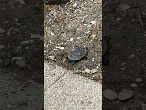 Turtle Lays Eggs in Front Yard || ViralHog