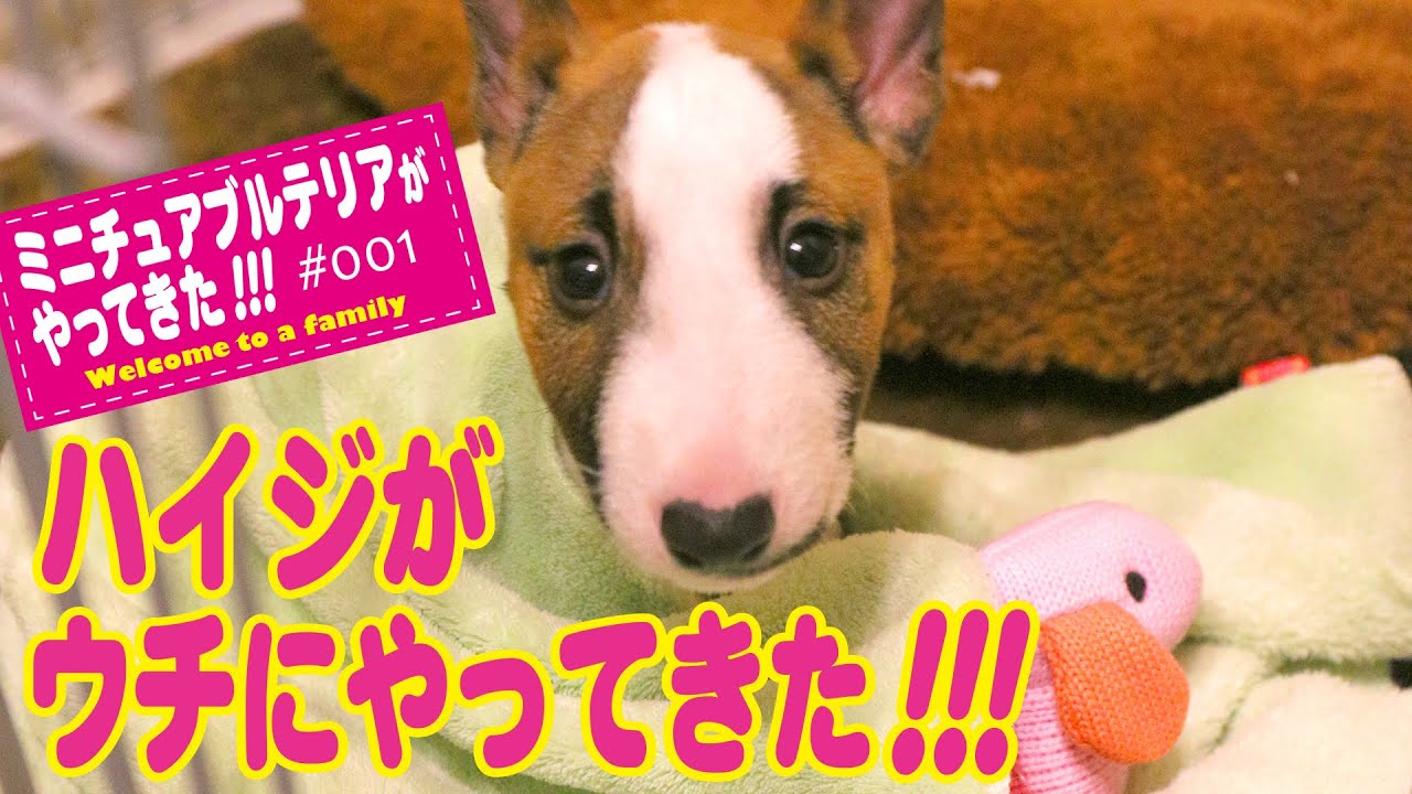 ミニチュア ブルテリア ハイジがウチにやってきた Bull Terrier Came To Us Youtube