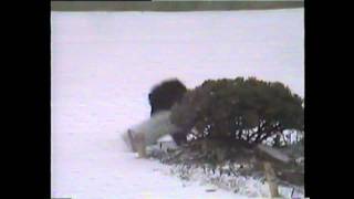 Zorro & The Blue Footballs-Dogs