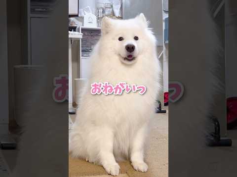 「やだ」がちゃんと言えるサモエドが可愛い #samoyed #サモエド #癒し