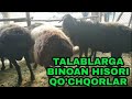 TAJIKISTAN HISORI QO'CHQORCHALAR. BOQUV JARAYONI