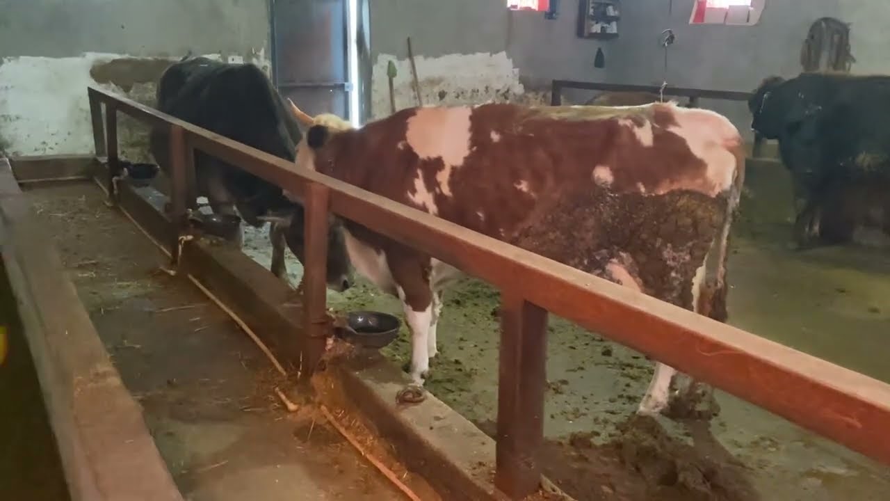 5 İNEK  :KILICININ ÖNÜDE KESER ARKASI DA