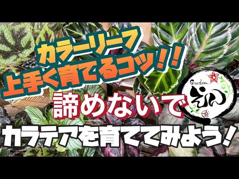 室内で観葉植物を元気に育てる初心者向けのコツ5選