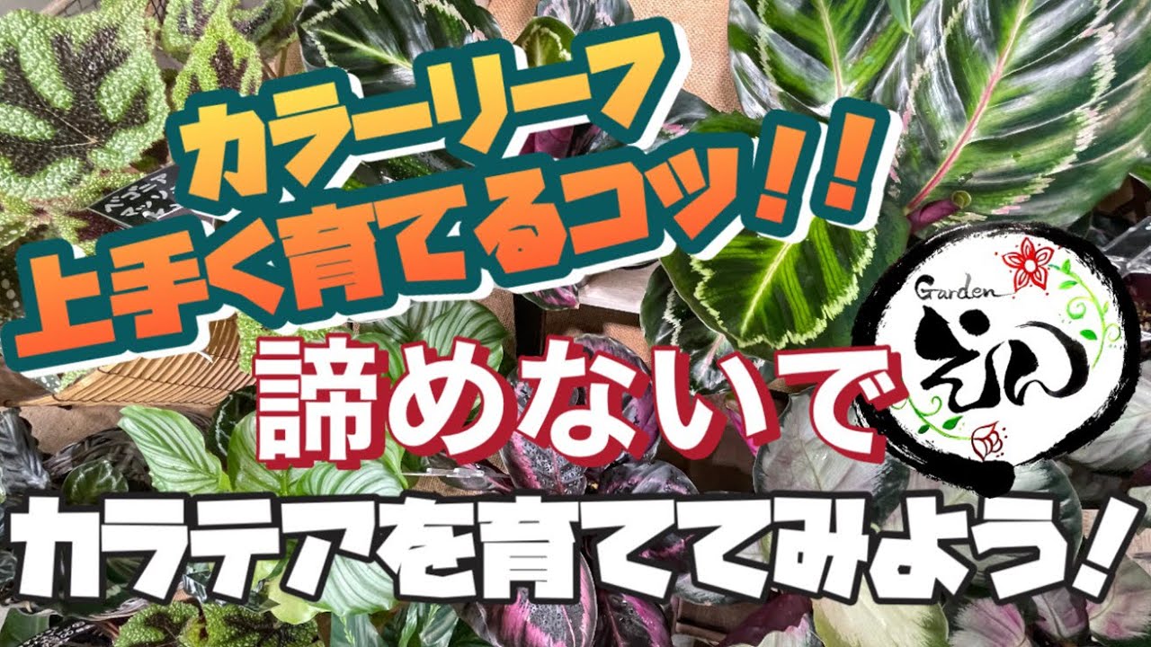 【観葉植物・熱帯植物】カラテアを上手く育てるコツ！失敗したからって諦めないで欲しい！素敵な観葉植物です！　#gardenえん #calathea  #観葉植物