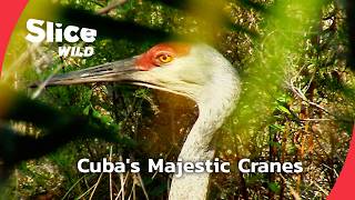 Saving Cuba's Endangered Cranes | SLICE WILD | FULL DOC