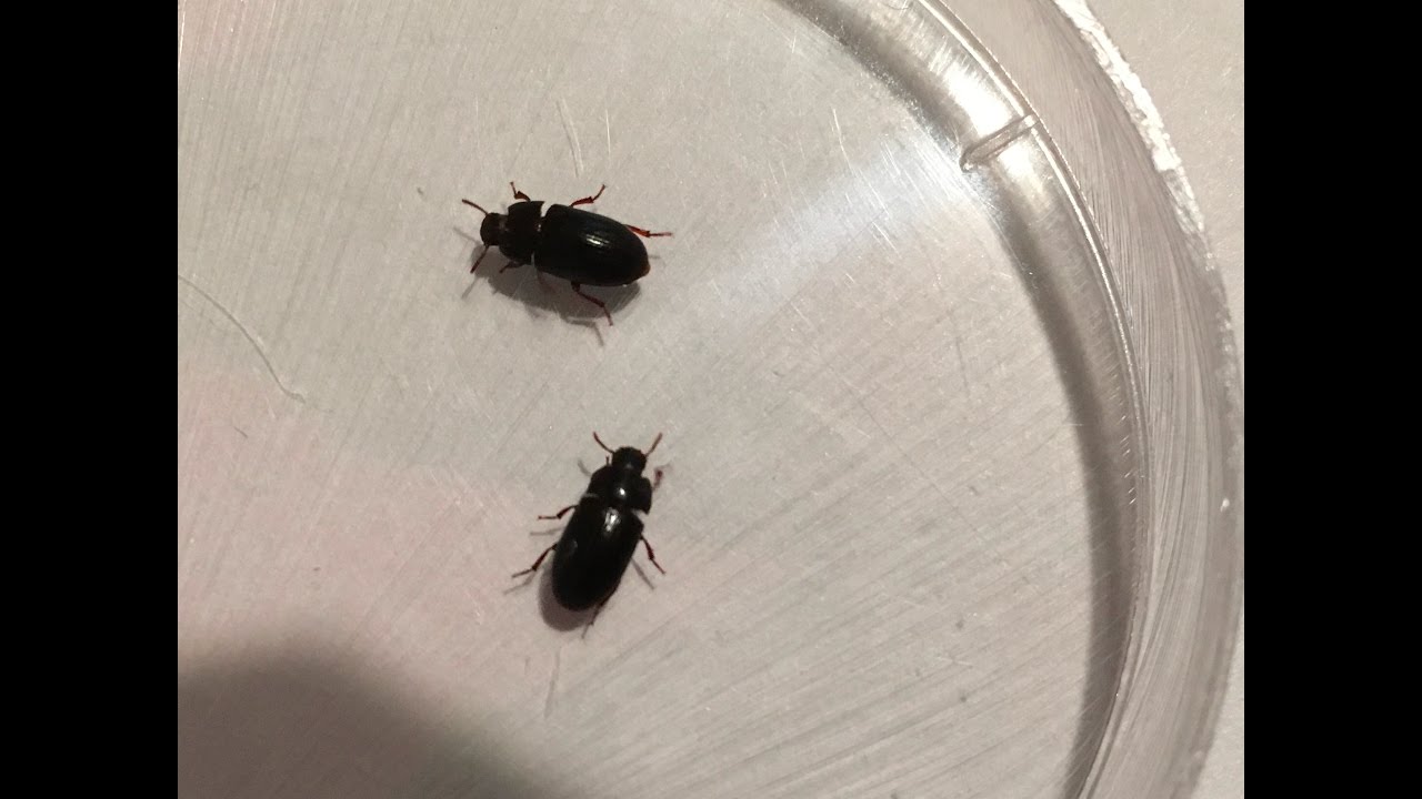 Mini MealwormsNOT what I thought they were! YouTube