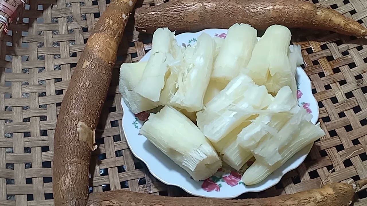 TÁC HẠI CỦA CỦ KHOAI MÌ_SẮN, BẠN NÊN BIẾT.