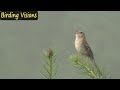 Morning birdsong - Virginia backcountry: Indigo Bunting & Field Sparrow