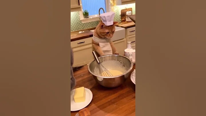 Video 11282601: gray british shorthair, tabby, cat