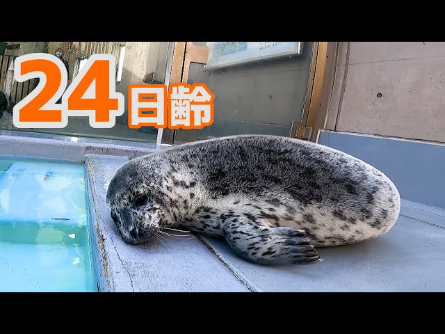 アザラシ成長記録】寝落ち寸前の赤ちゃん 24日齢 - YouTube