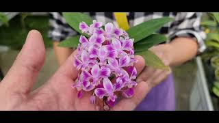 ОрхоРай в гостях у Joseph Wu orchids!!!