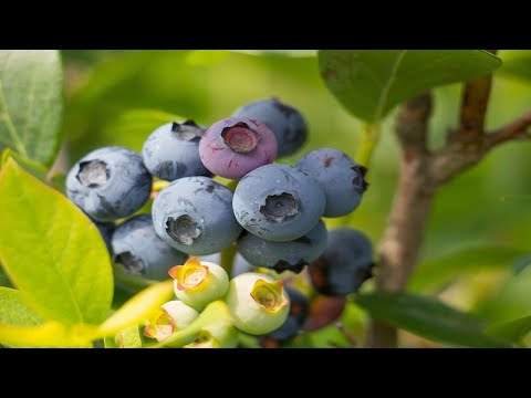 11-health-benefits-of-blueberries-|-health-&-nutrition
