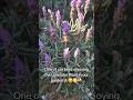 #bee #bees #beekeepers #beekeeping #honey #beeslife #beekeeperslife #nature #garden #lavender