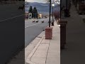 Deer in the Streets - April 2025 - Panguitch, Utah