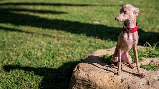 Caring for an Aging Italian Greyhound: Life Expectancy and Tips