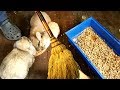 Уборка у кроликов, наши деревенские будни