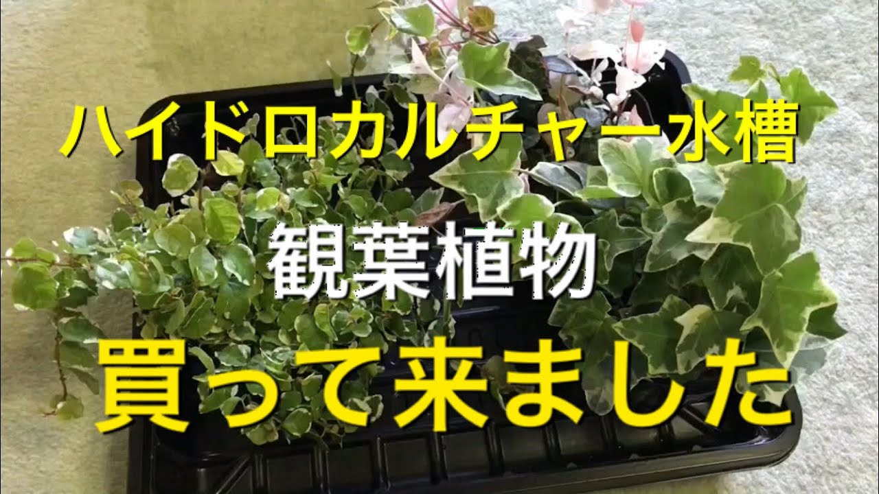 アクアリウム ハイドロカルチャー 観葉植物 植えました Youtube