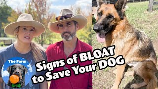 Know the Signs of Bloat (Gastric Dilatation Volvulus) and Save Your Dog | German Shepherd | The Farm by The Farm 24,375 views 2 weeks ago 24 minutes