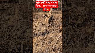 शिकार और शिकारी का असली खेल! Live Alarm Call 🚨 #tiger #shorts #pannatigerreserve #wildlife #viral
