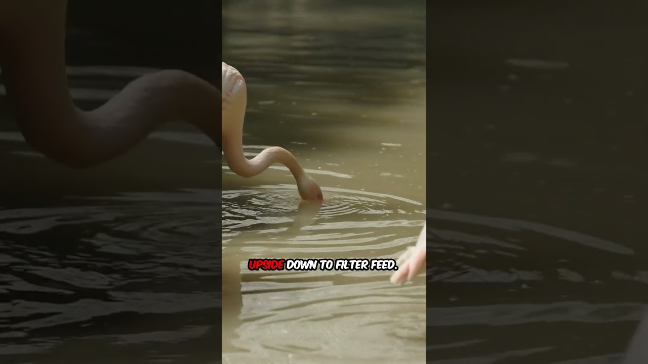 Flamingo Color Secrets Revealed