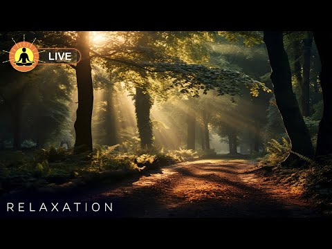 ? Relaxing Zen Music 24/7, Stress Relief Music, Sleep Music, Meditation Music, Study, Calming Music