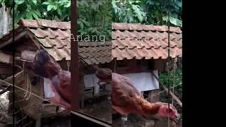 Video Lucu Ayam Main ayunan gak jatuh2