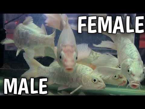 Milky koi carp male or female difference 