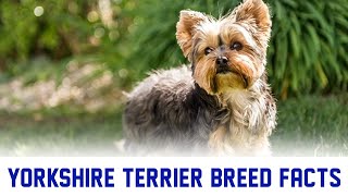 Yorkshire Terrier Dog Breed Training Facts @Manimalistic #youtubevideo  #petlover #trending #animals