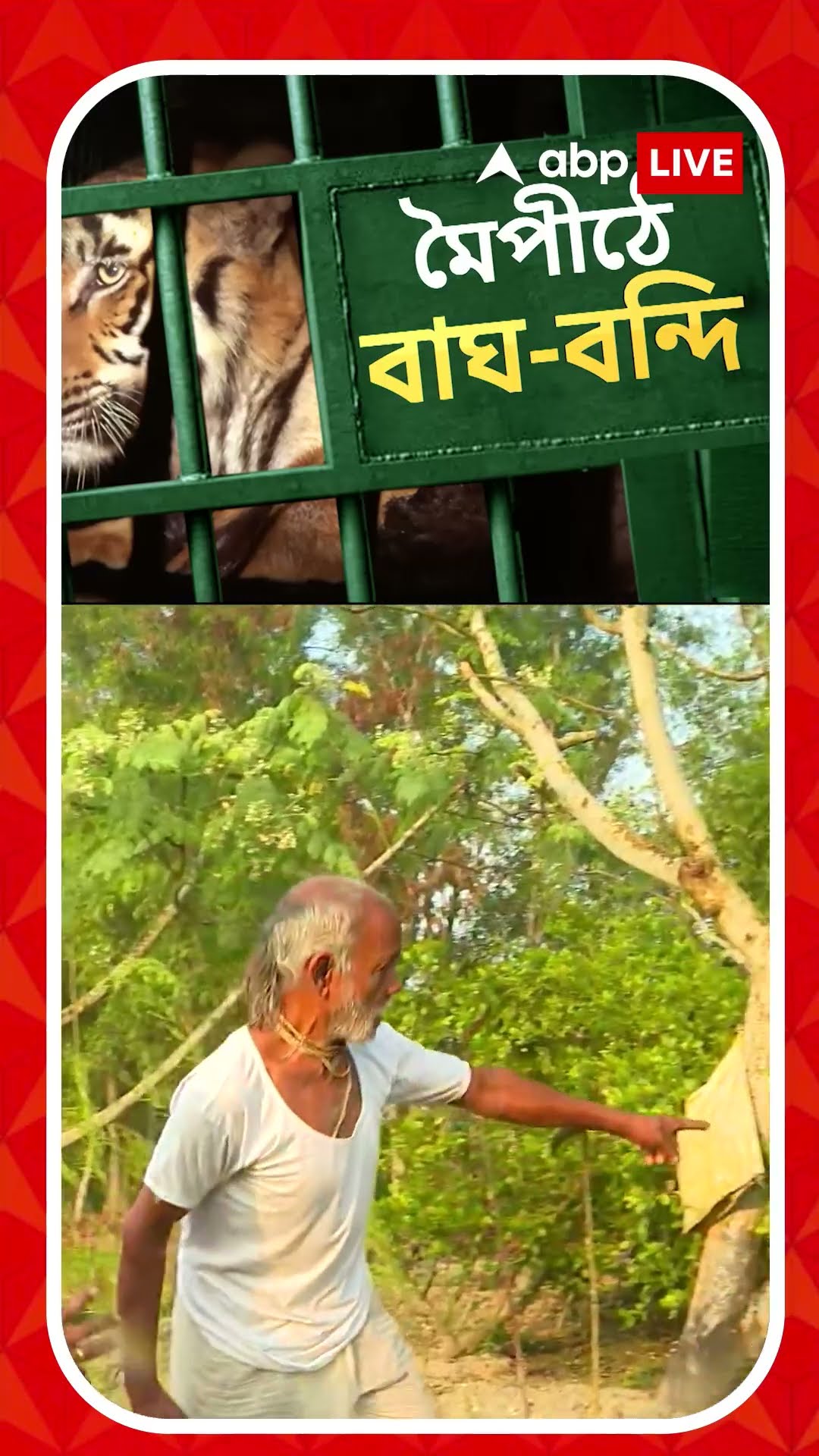 অবশেষে মৈপীঠে বাঘবন্দি। দীর্ঘ প্রচেষ্টার পর ধরা পড়ল রয়্যাল বেঙ্গল টাইগার