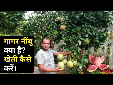 वीडियो: नींबू पाई कैसे बेक करें