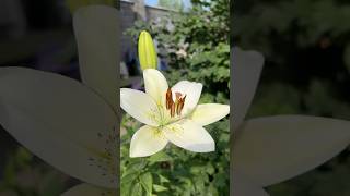 🦢🦢🦢 #лилии #garden #flowers #nature