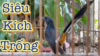 Choè lửa mái đập đuôi sàng kèo giọng hay kích trống làm mồi đi rừng