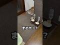 柴犬ボブ まさかの２度目！？