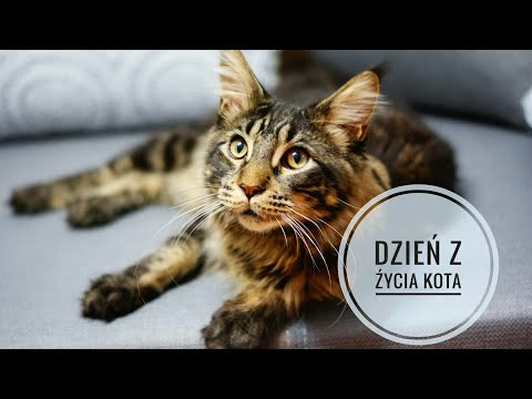 Wideo: Koty Rasy Maine Coon I Dzieci: świetna Kombinacja