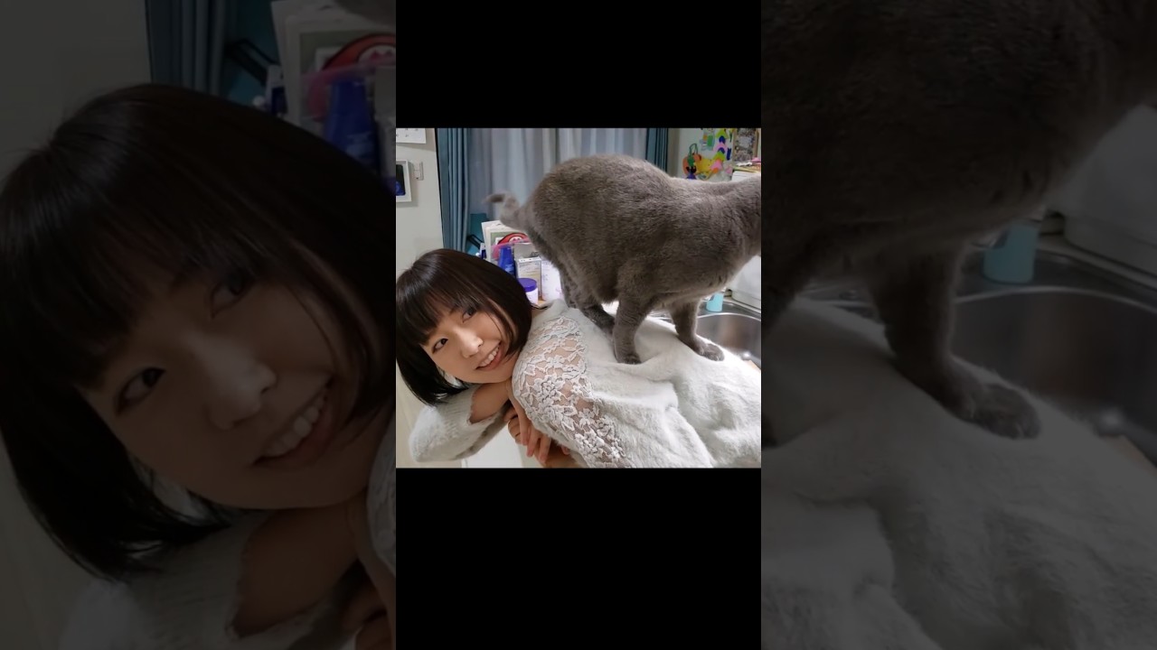 ツンデレロシアンブルー
