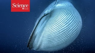 Why whales grew to such monster sizes