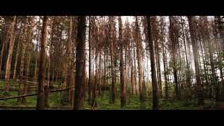 Pantha du Prince - Holding the Oak (Official Video)