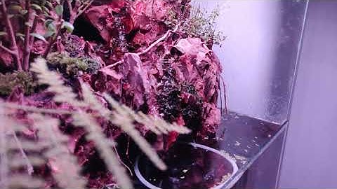 Aquaterrarium with weather simulation