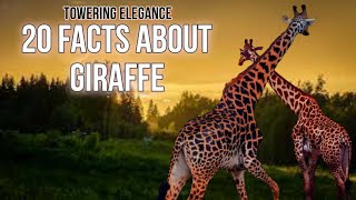 Graceful Giants: 20 facts about Giraffe #youtube #giraffe #animal Wealth