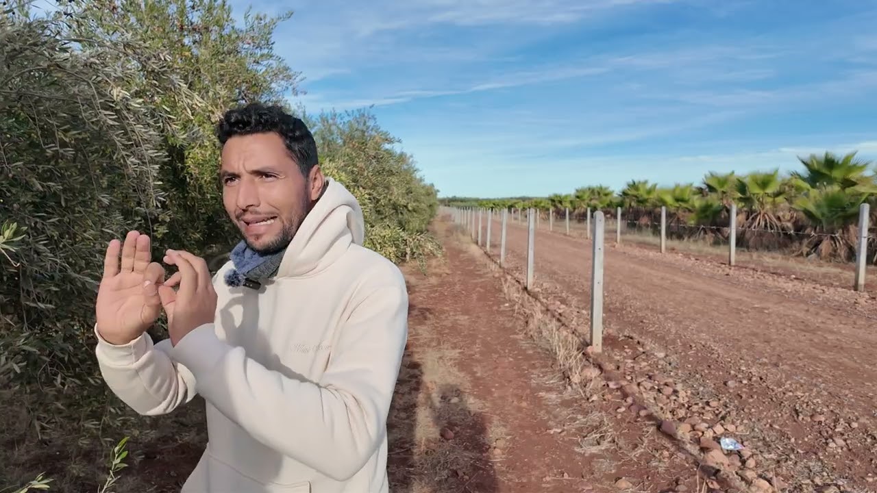 🔥 أقوى مشتل زيتون معتمد بالمغرب؟ زيارة ميدانية بالعطاوية | بيكوال – كورونايكي – أربيكوين
