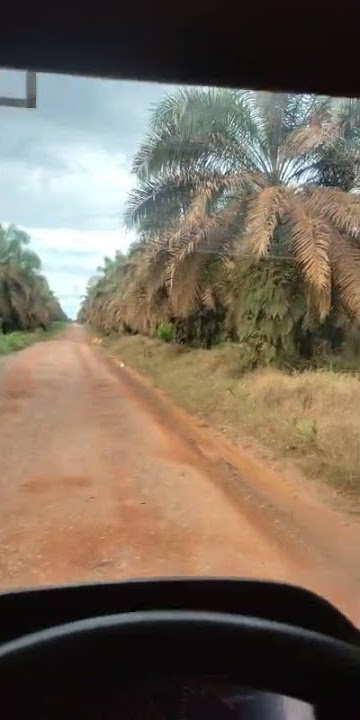 story wa & ig nyetir truk lewat kebun sawit terbaru