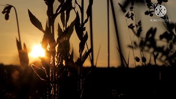 سورة الغاشيه بصوت القارئ محمد بن أحمد الغزالي