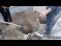 Павловния,  посадка на постоянной места дислокации ,  🌳🌳🌳🌳.paulownia, planting trees at a perman