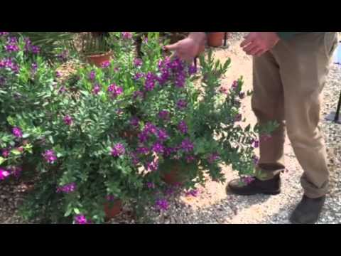 Video: Sweet Pea Bush Care - How To Grow A Sweet Pea Bush