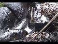 Recording Nature Sound Effects in The Cook Islands with Sounddogs com
