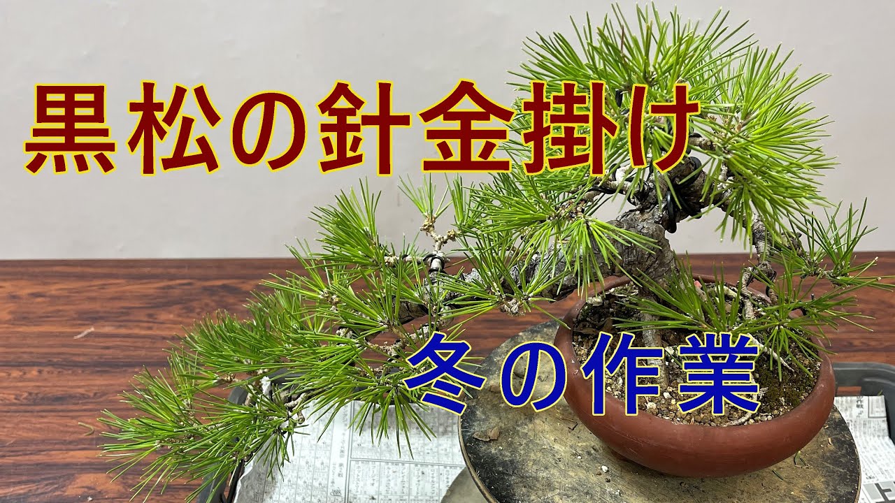 Wiring a Japanese Black Pine - YouTube